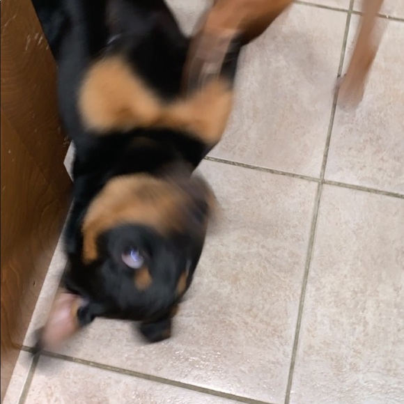 Meet your Posher, Ava - Picture 1 of 1